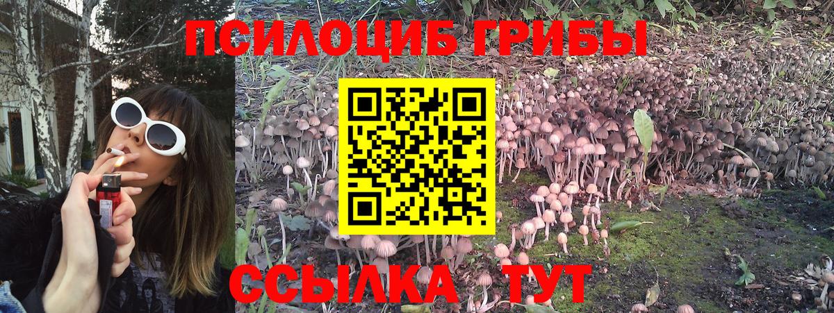 Псилоцибиновые грибы Cubensis Карачаевск
